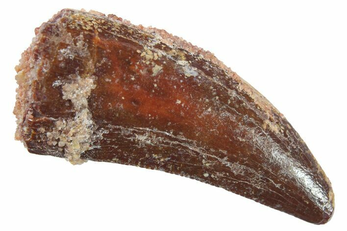 Serrated, Theropod (Deltadromeus?) Pre-Max Tooth - Morocco #268849